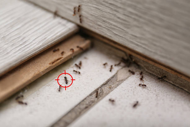 Bird Control in Oconomowoc, WI