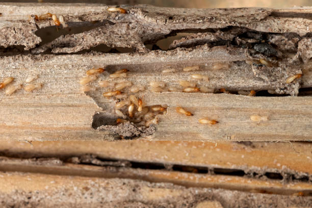 Wasp Removal Services in Oconomowoc, WI